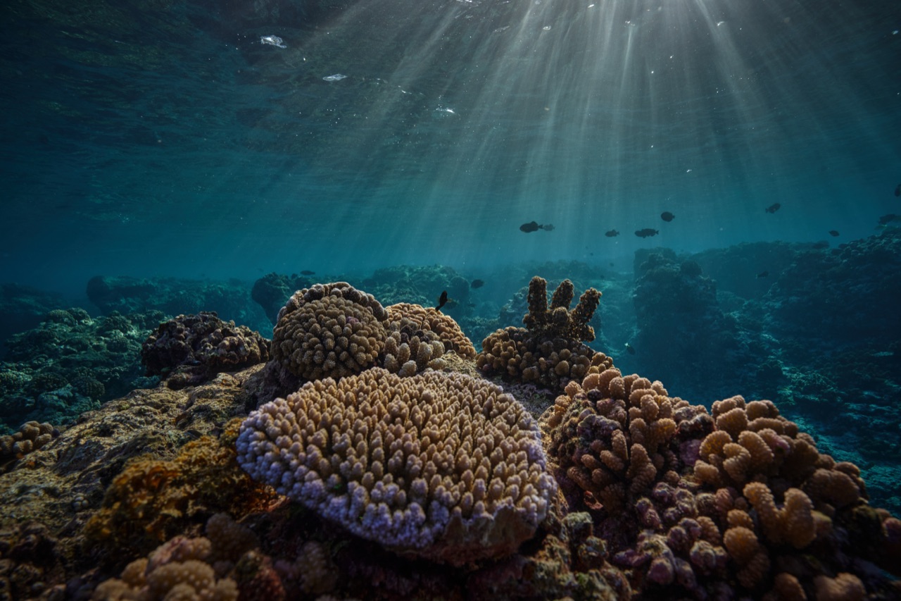 Coral reef scene with sunrays