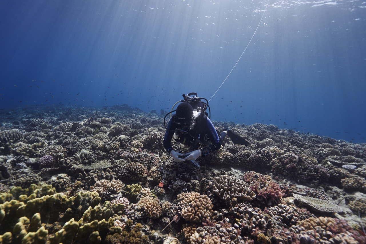 Diver conducting a reef survey