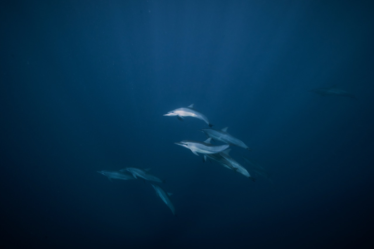 Dolphins swimming underwater