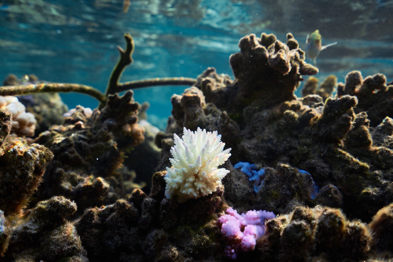 Shallow reef scene with colourful coral colonies near the surface